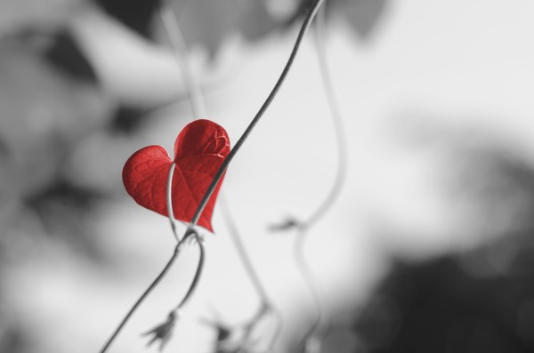 Red heart shaped leaf by Codrina Miculit